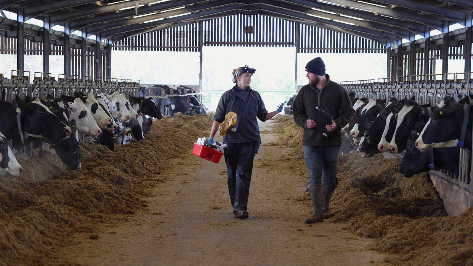 farmer walking through cow shed talking to a farm vet