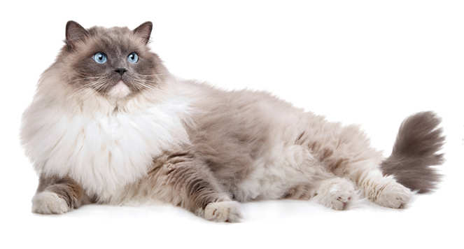 Reclining Ragdoll Cat