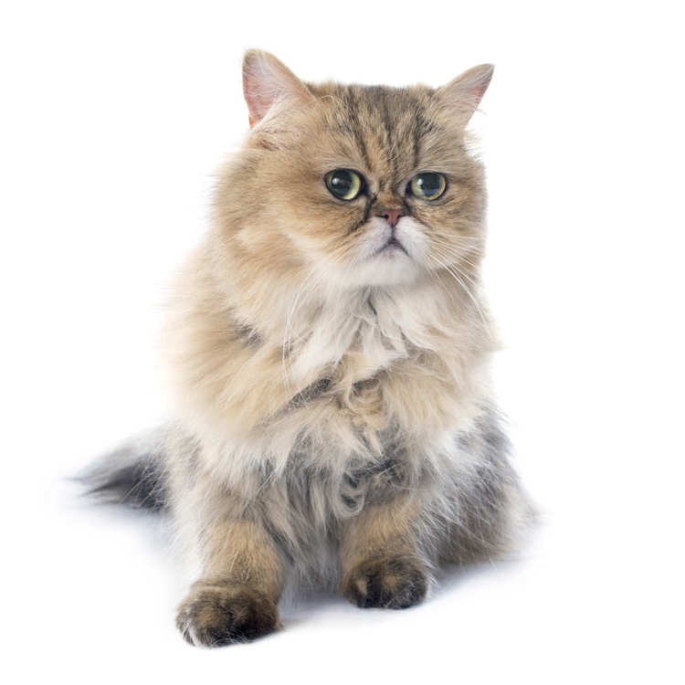 A very fluffy Persian Cat