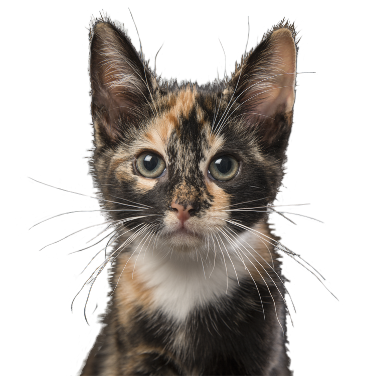 Tortoiseshell Kitten looks directly at the viewer