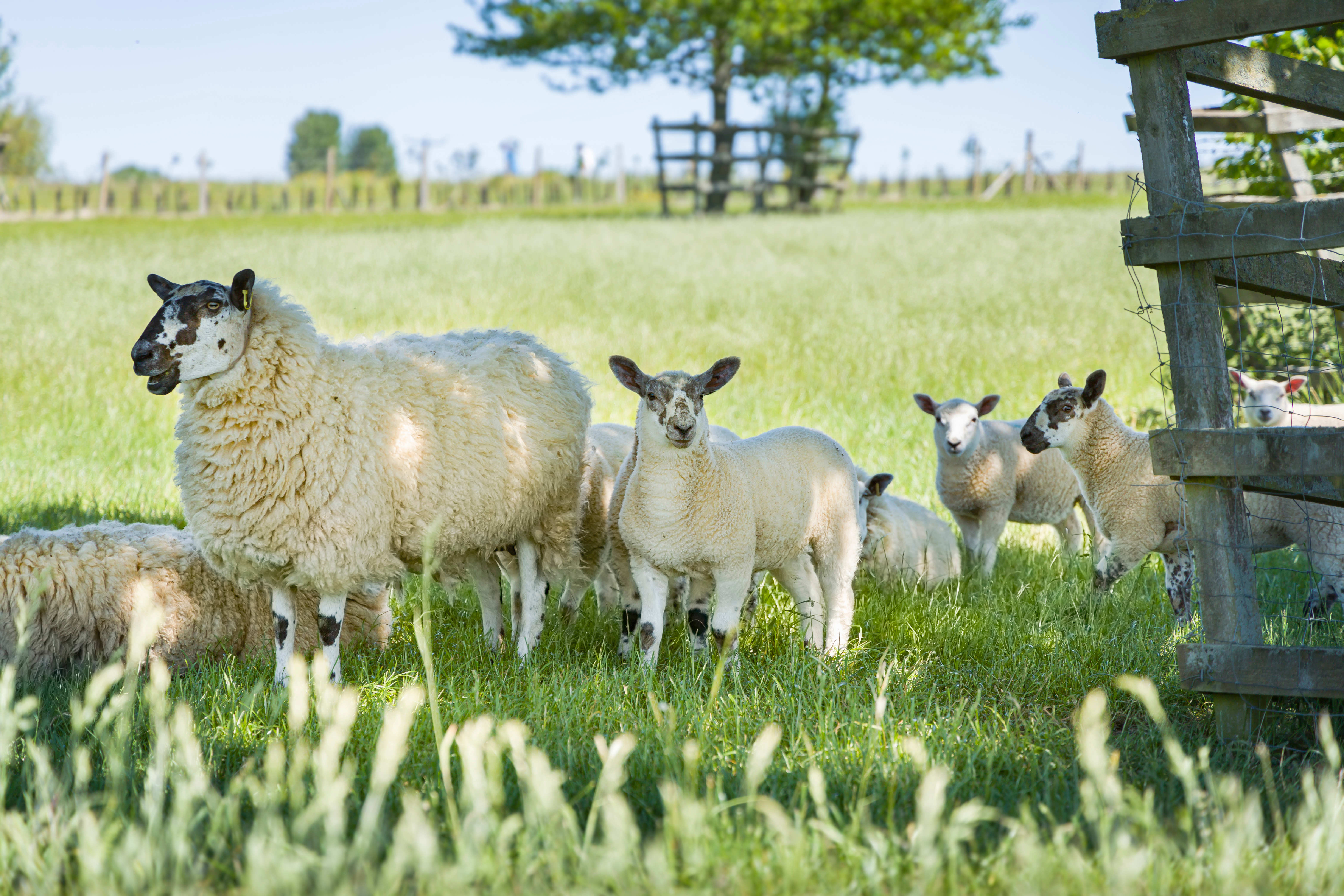 A sheep and group of lambs in sunny field