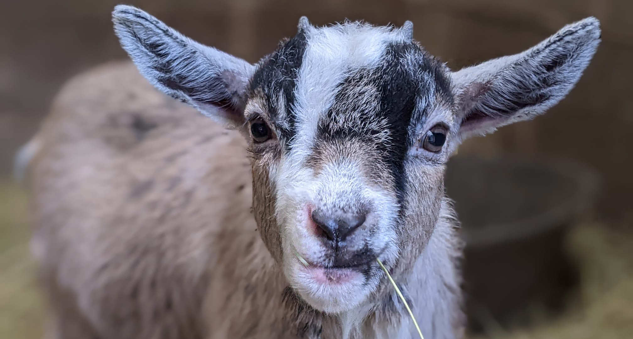 Young goat close up looking into camera