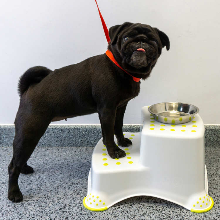 This pug stands with its front feet raised on a feeding step and it's food bowl raised on the top step