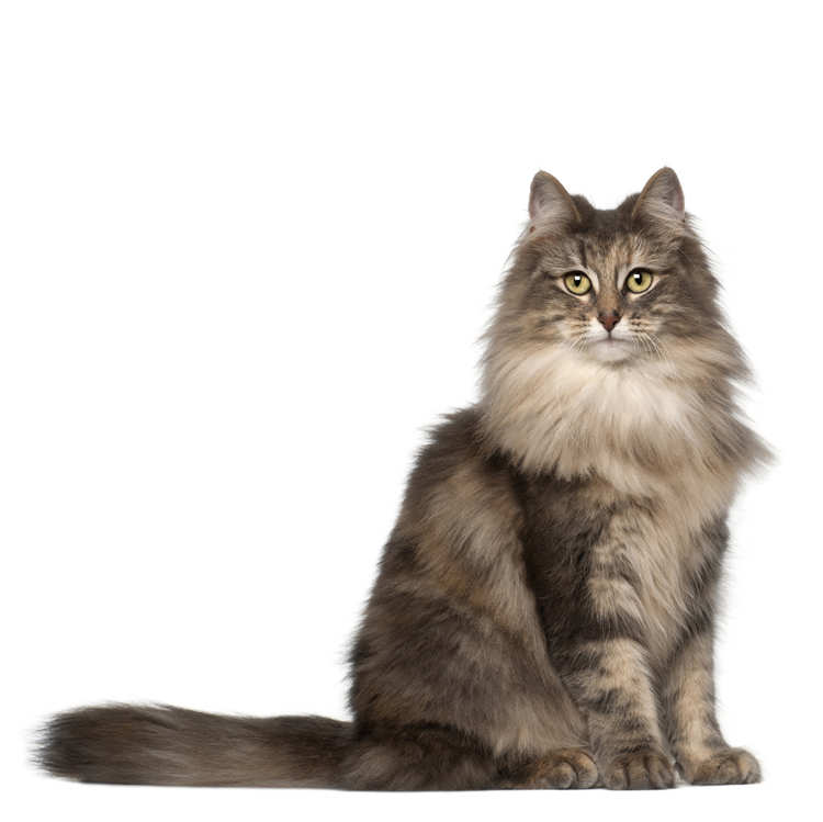 A seated Norwegian Forest cat looks straight out of the image with a large ruff of fur around it's neck