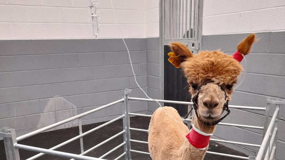 Light brown alpaca with a neck bandage on attached to a drip in the Langford Vets hospitalisation unit