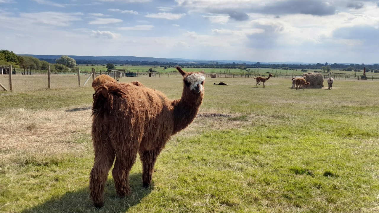 Alpaca turning its head to look behind it