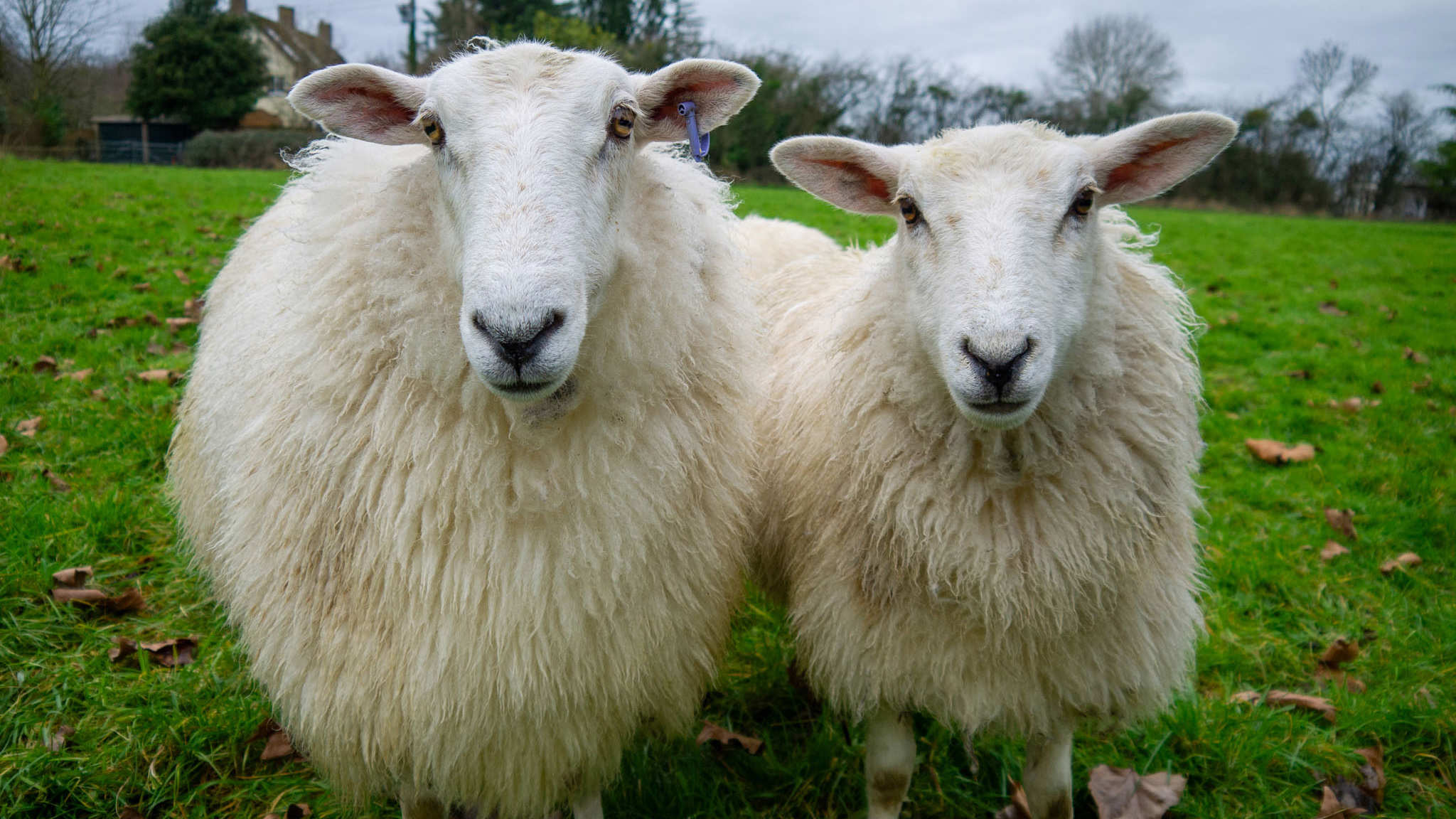 Two white sheep standing next to each other in a field