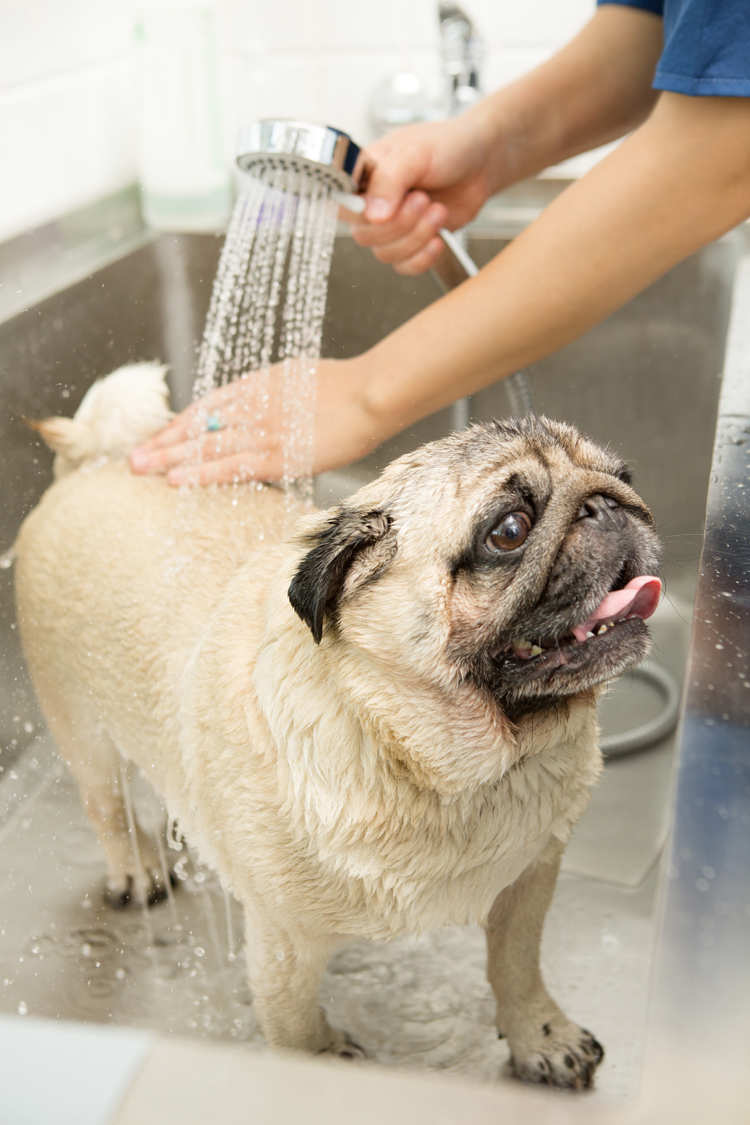 A panting pug receives a cooling shower