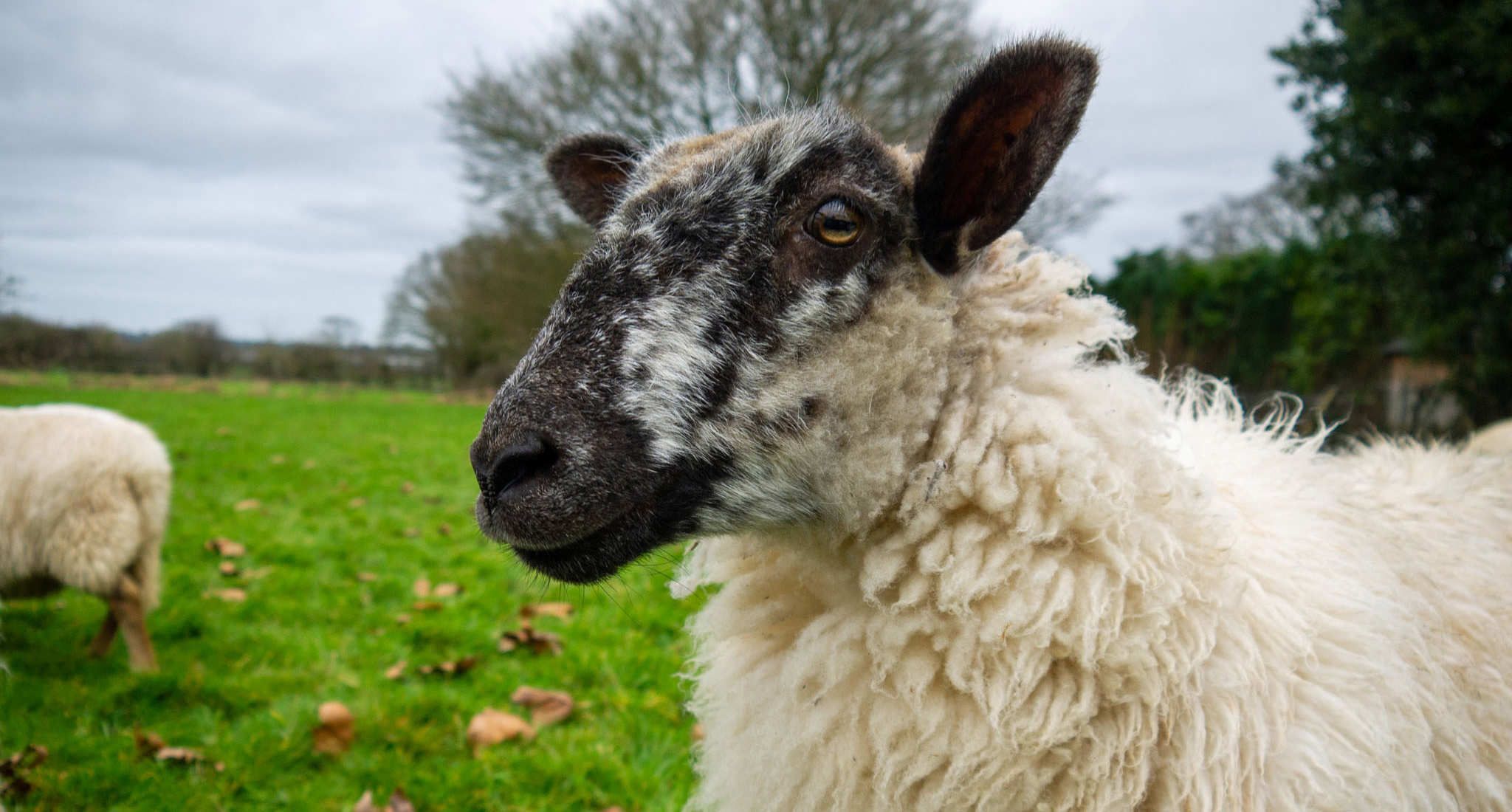 Close up picture of a black and white sheep in a field