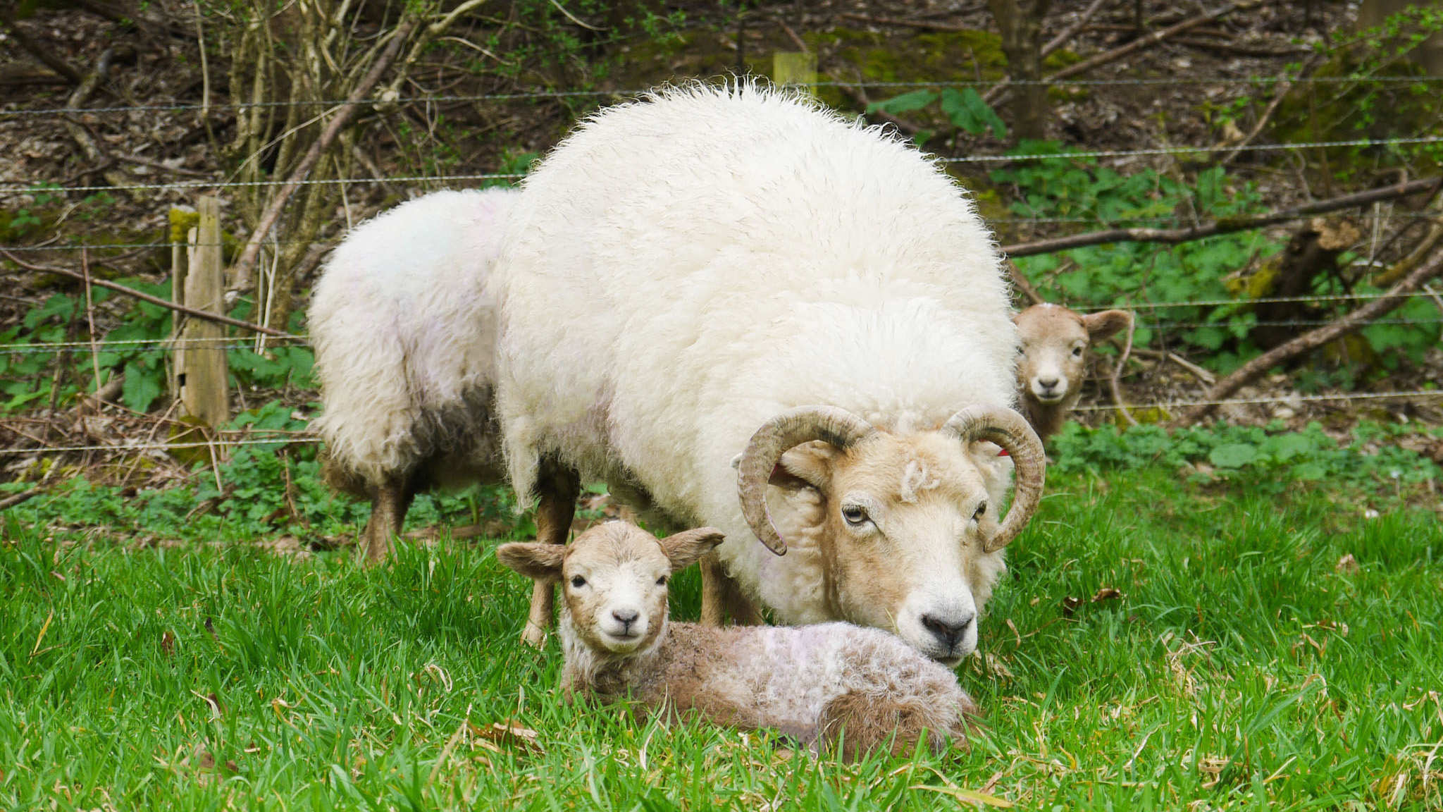 Portland sheep with her lambs in a field