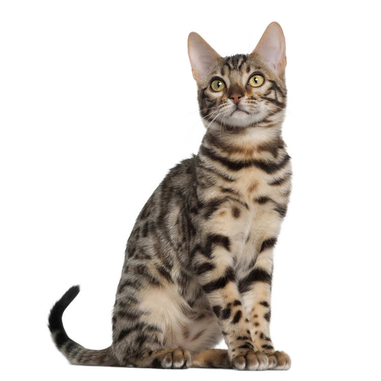 A young seated bengal cat