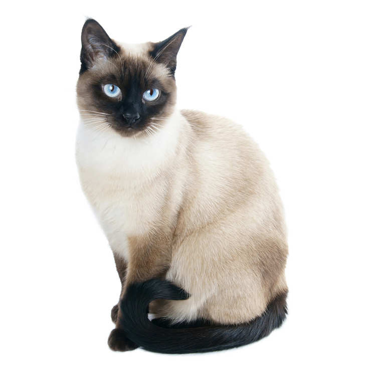 Seated Siamese cat