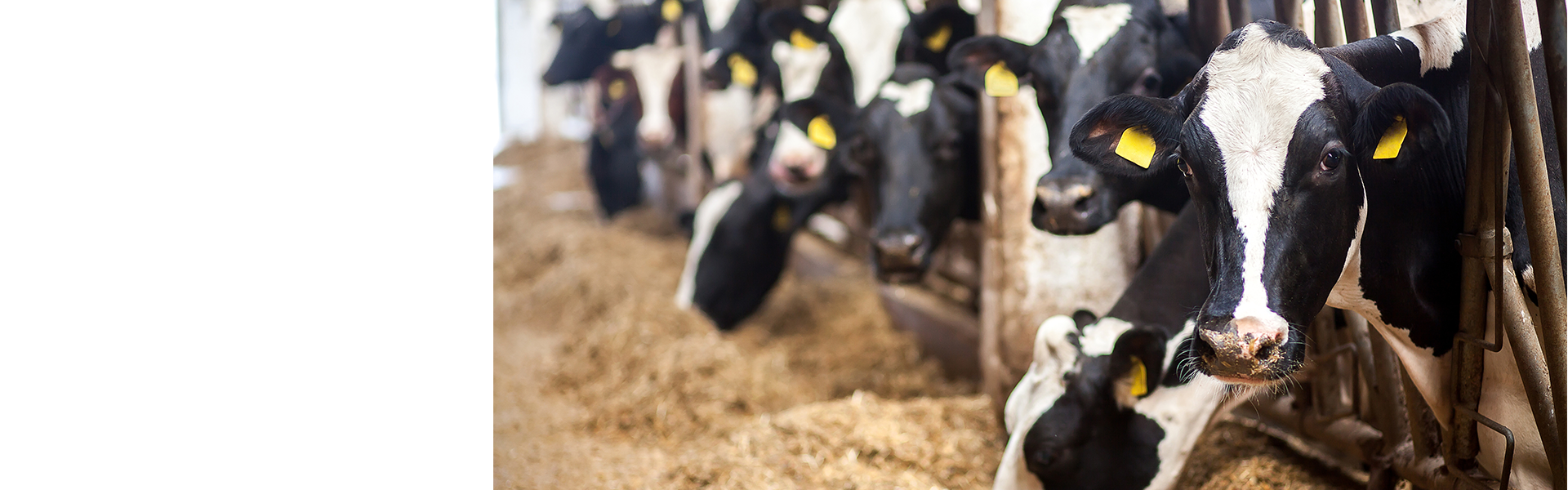 Cows in the shed