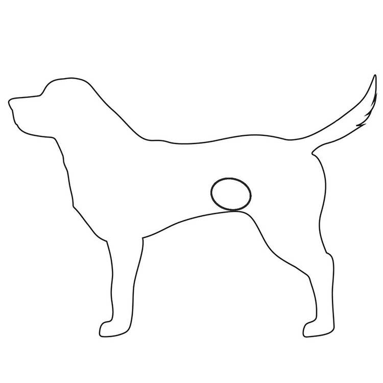 Outline of a dog showing the location of the bladder, like a balloon within the abdomen.