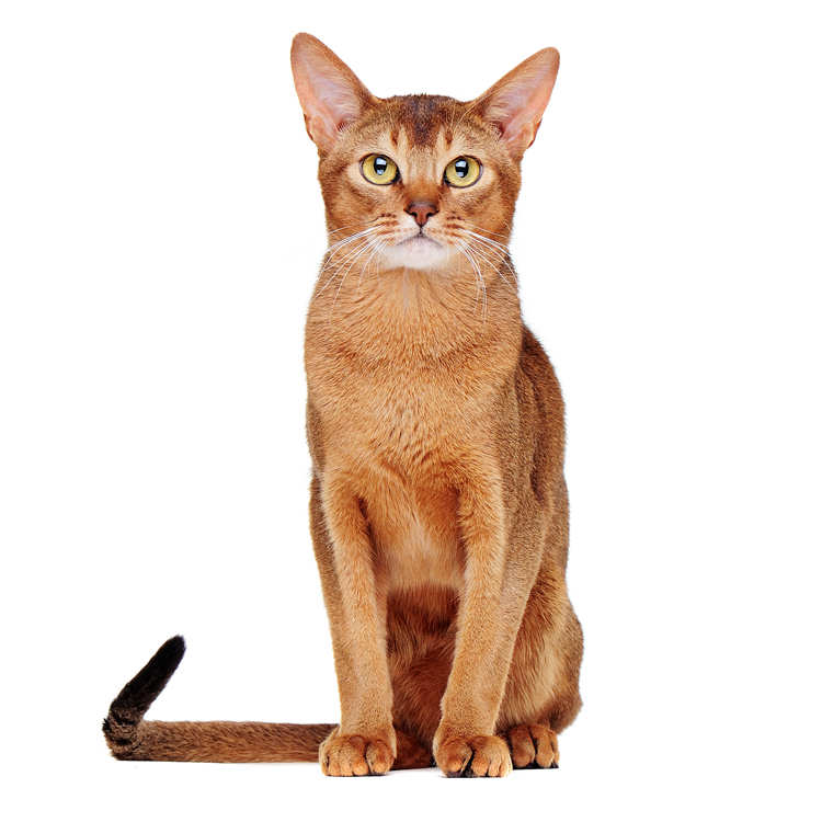 Abyssinian cat stares directly at the viewer